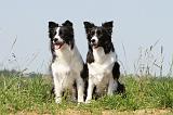 BORDER COLLIE 539